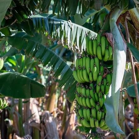 Katerina, Private Pool, Garden & 3 Ensuite Bedrooms * Peyia