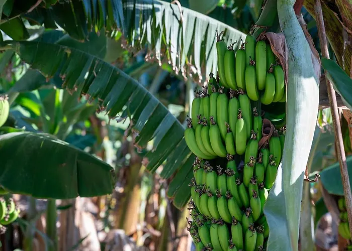 Katerina, Private Pool, Garden & 3 Ensuite Bedrooms * Pegeia